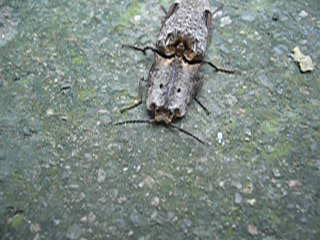 人类永远无法战胜虫子,人类永远造不出一只苍蝇