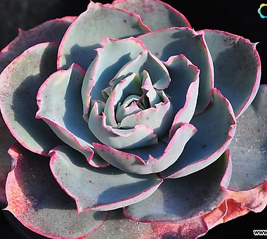 广寒宫都有谁,广寒宫里都有谁