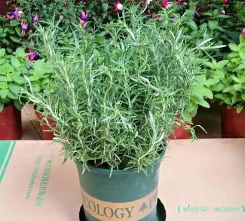 驱蚊的花哪一种最好养,这8种花随便养一盆蚊虫不敢来