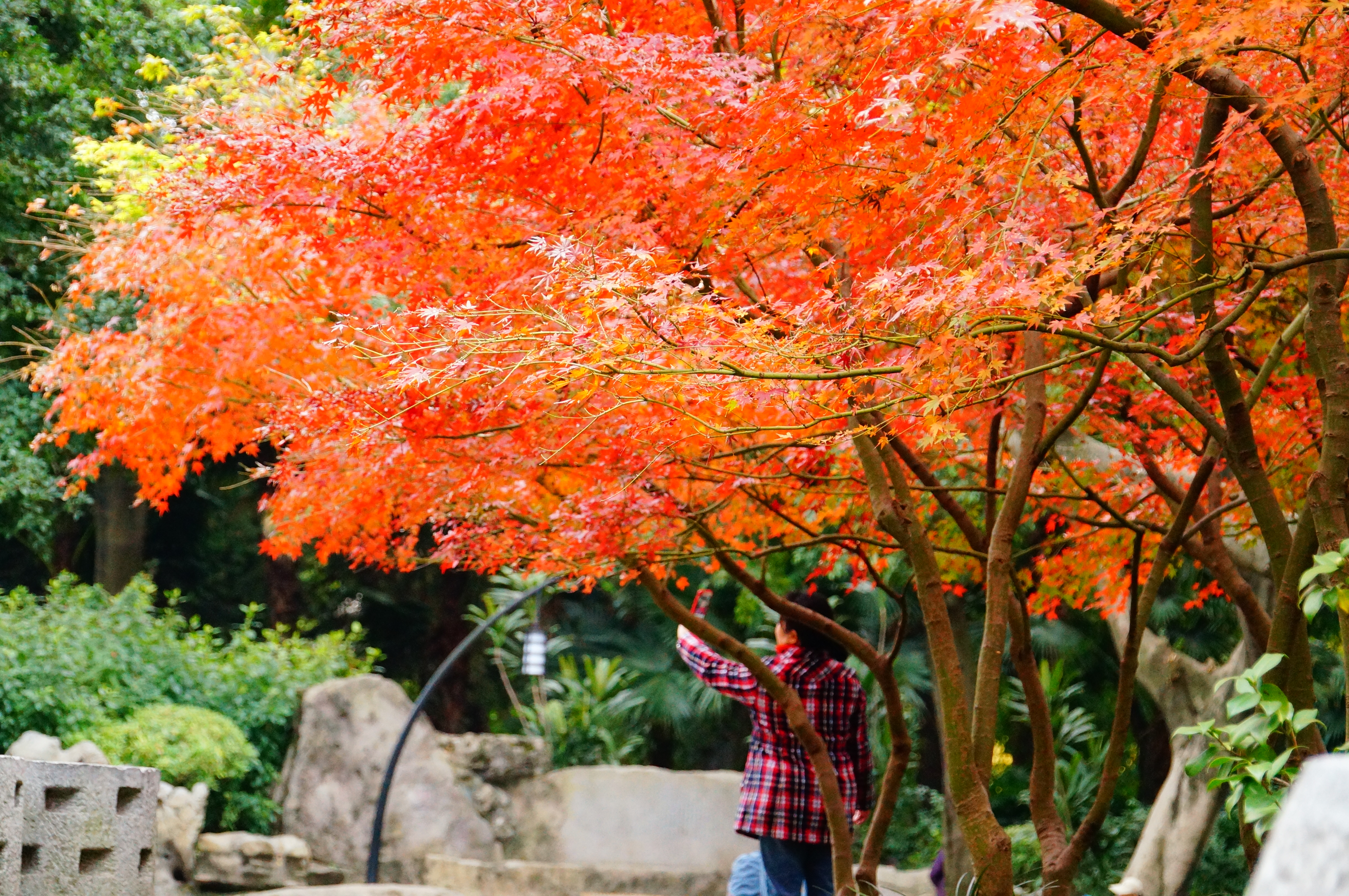 柳州的柳侯公园景色,柳州的秋天美景