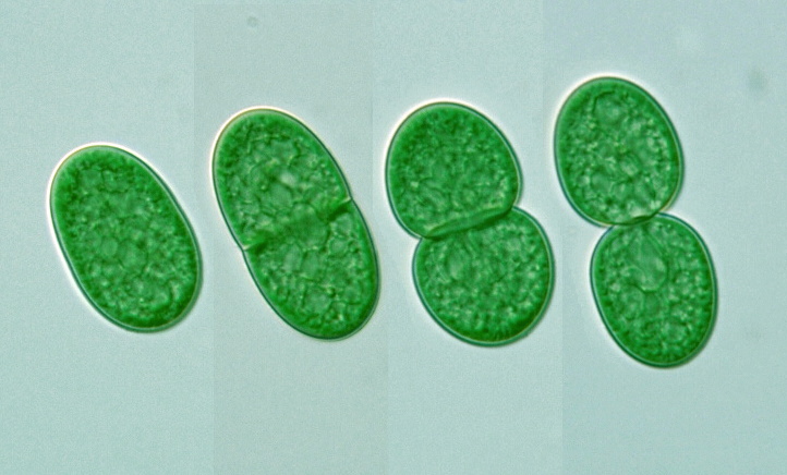 地球的诞生到人类的过程,地球的进化史人类是怎么样诞生的