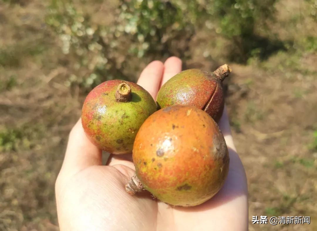 桃源近4000亩油茶果收成采摘啦，茶籽油一斤卖80元