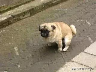 深圳养狗证多少钱,深圳养狗证网上可以查吗