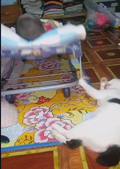 空中一字马搞笑图,一个突如其来的一字马