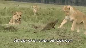 你们吃的野味蜜獾，居然是称霸非洲的平头哥