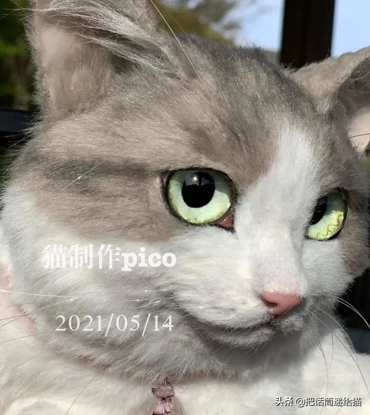 日本网红猫包,日本网红猫咪包