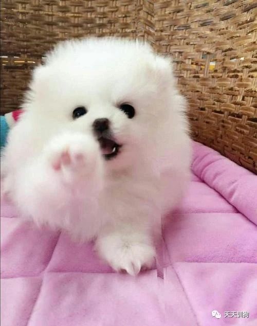 小狗喂什么能养好,养好一只小狗的条件