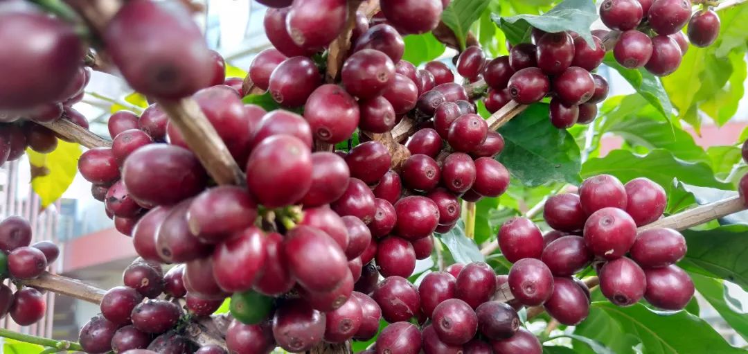 一杯咖啡一种生活,一杯咖啡也是生活享受