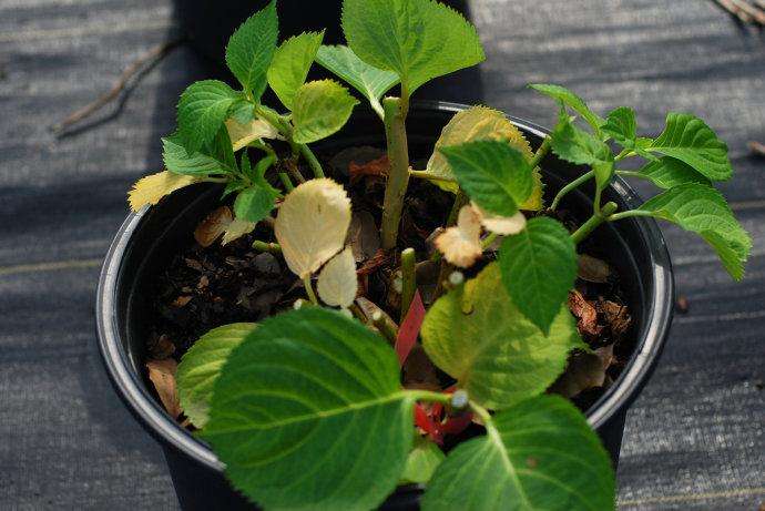 夏天可以把绣球叶子全剪光吗,如何养绣球无尽夏