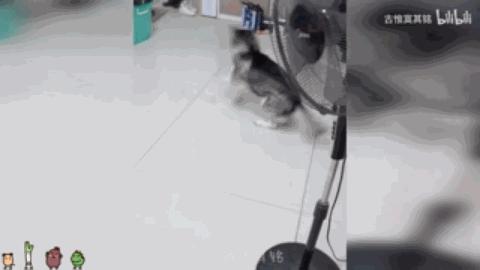 为什么都说哈士奇很二,都说哈士奇额头有三把火才是纯的