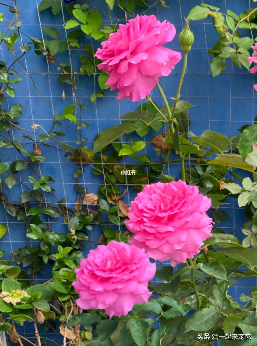 月季花名贵大气的品种,月季花香味排行榜