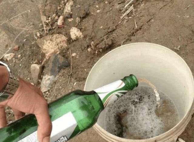 富贵竹怎么养才不黄叶能更旺盛,富贵竹怎么养才能更旺盛小技巧