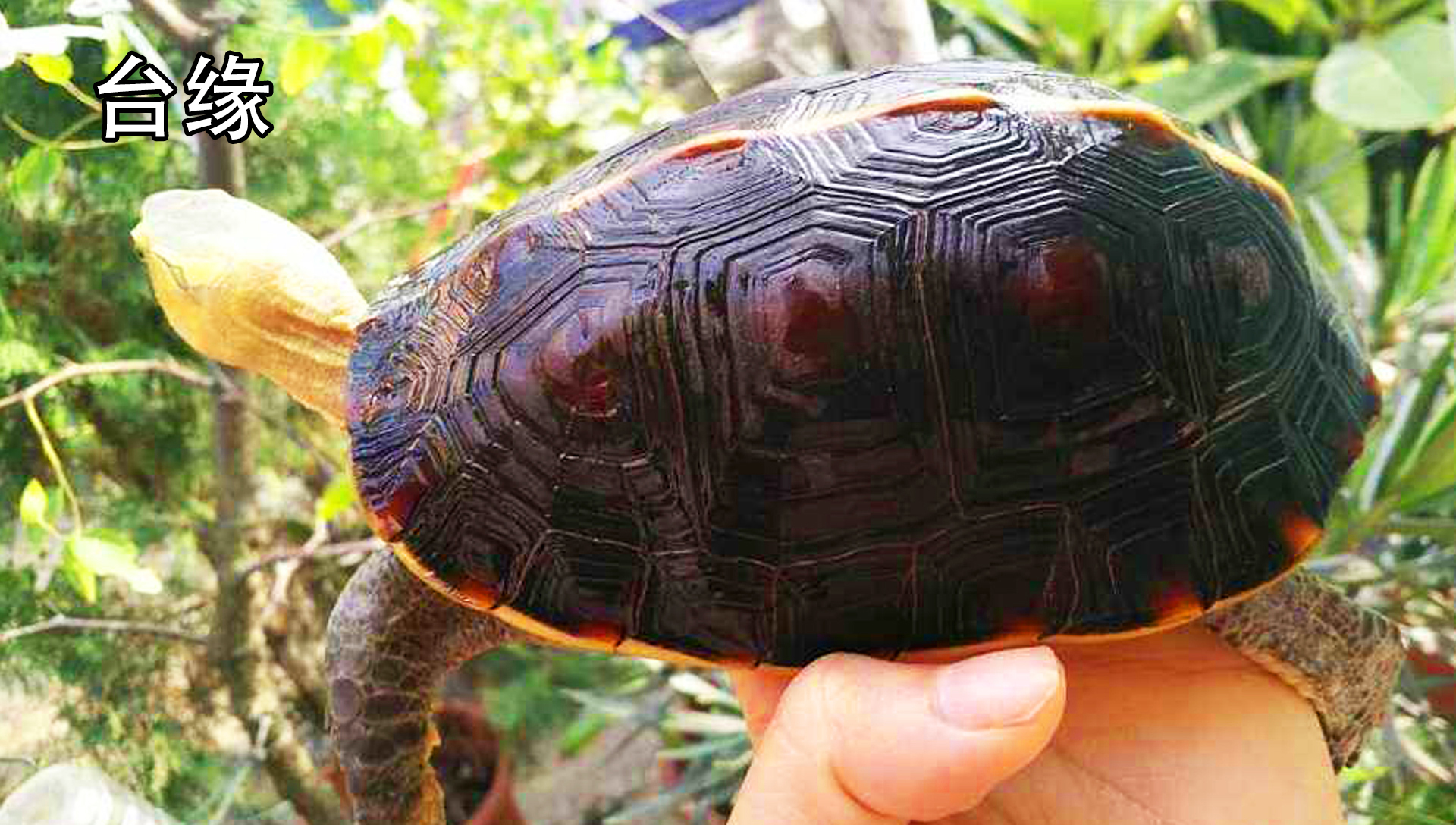 黄缘龟闭壳怎么办,黄缘闭壳龟经营方法