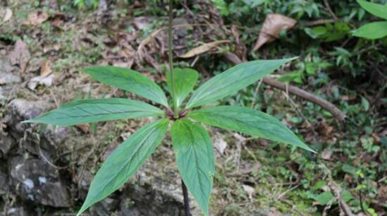 农村此种野草很罕见,这种野草罕见又稀少