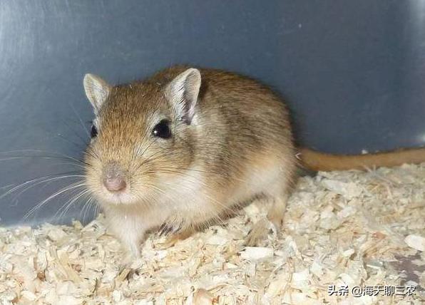 仓鼠养殖技术全集,仓鼠养殖技术与建造