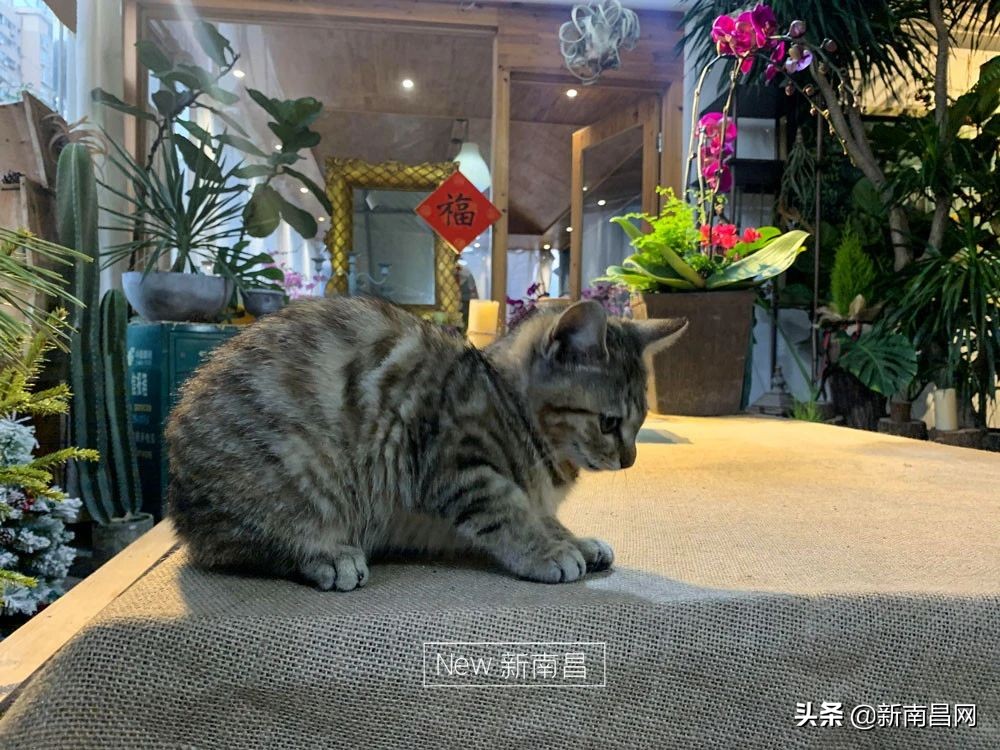 南昌花市有哪些地方,南昌花市批发市场