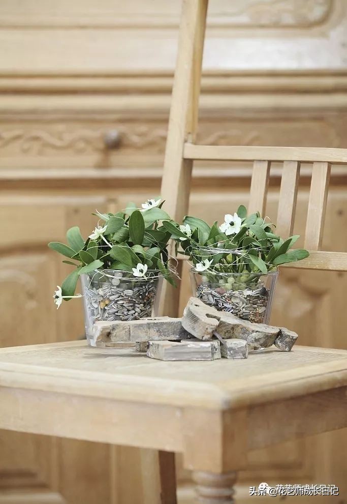 每日一花|伯利恒之星,可用于治疗癌症,洁白可爱