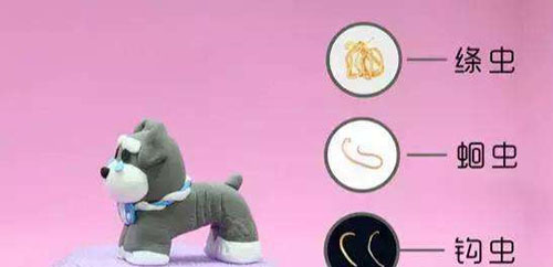 比熊精神状态不好腿有点打哆嗦,比熊洗澡可能拉肚子吗