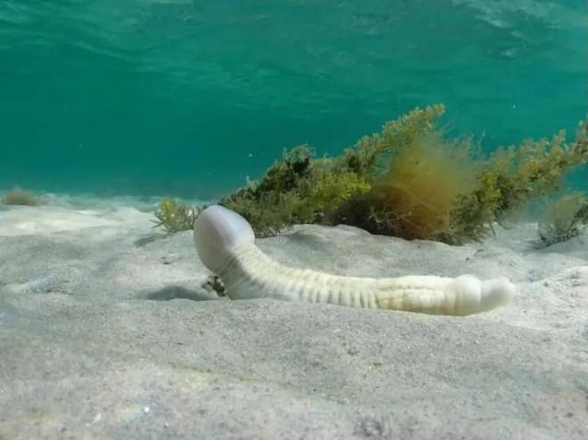 纪念吴孟达的外景视频,吴孟达纪念片完整版