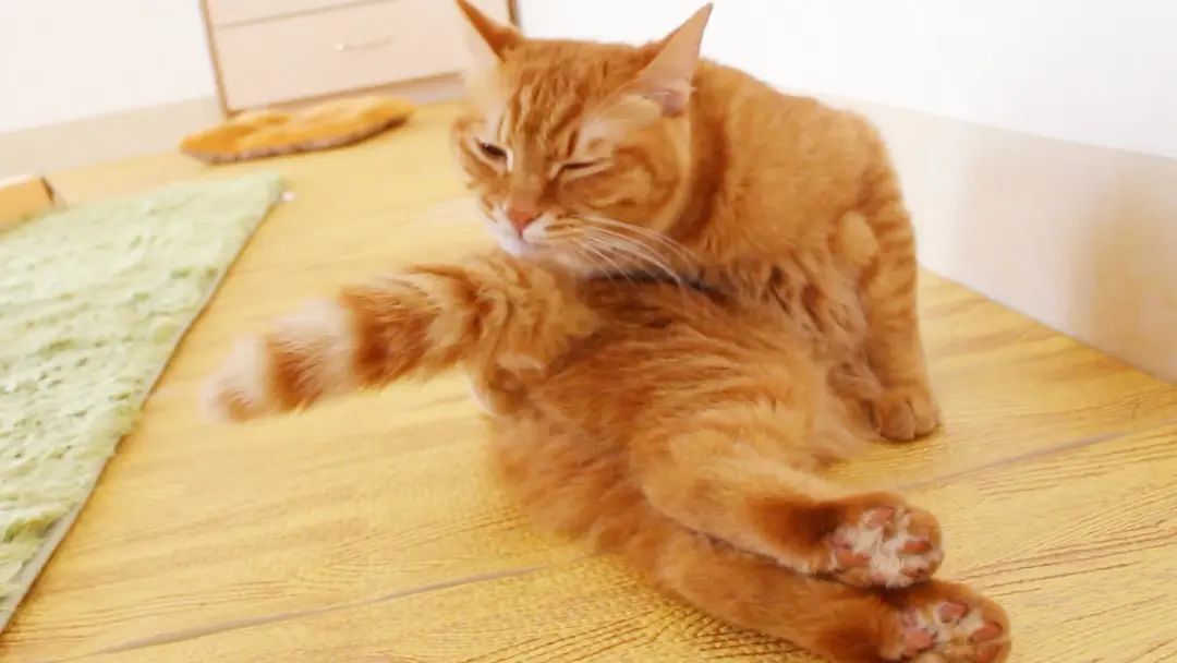 不建议养哪几种猫咪图片,发一张图片证明你家猫咪养的很好