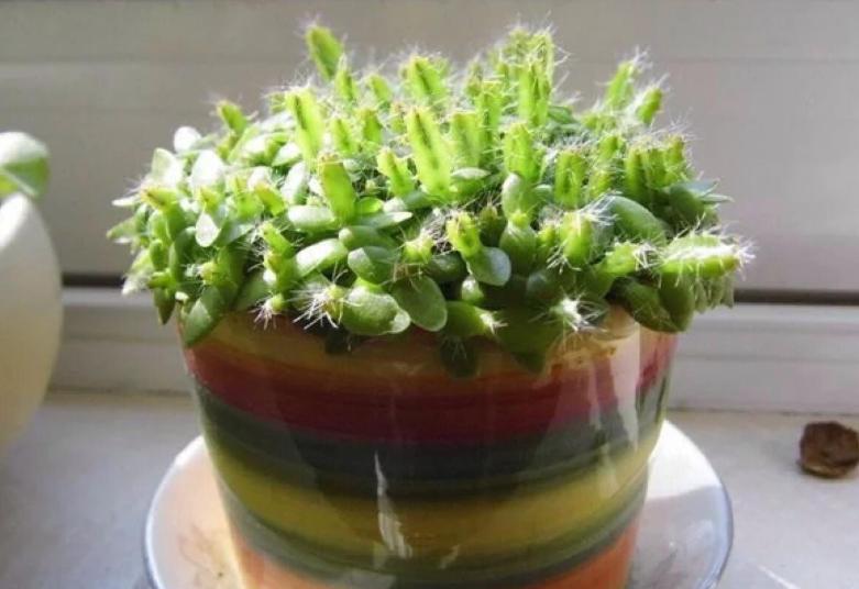 吃完的水果籽不要扔，自己栽种不到1年红花开满枝，2年结果就能吃