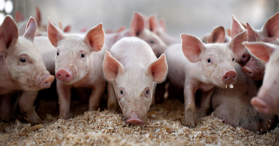 猪身上最好吃的竟是这三块肉,猪身上哪块肉最好吃不腻