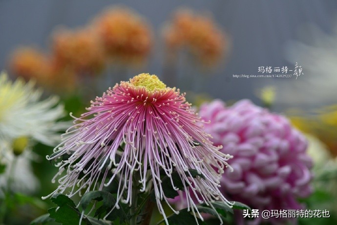 历史悠久的十大名花（海量美图），你选哪个做国花？