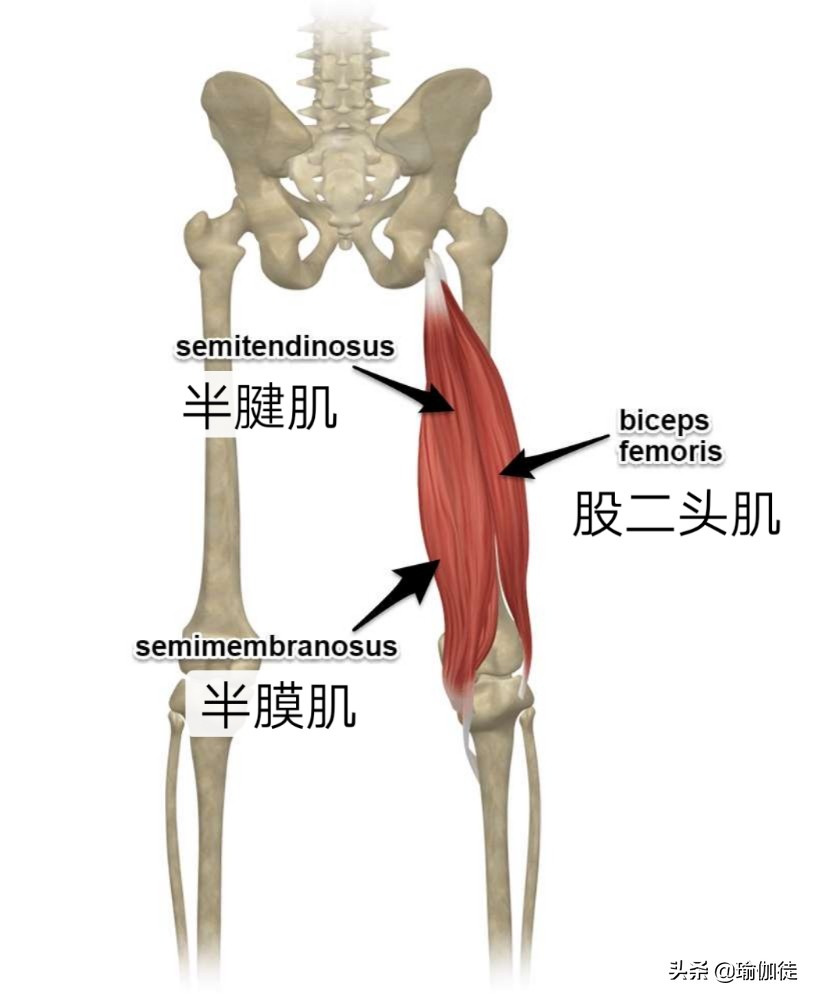 大腿后肌群拉伤可以做什么训练,大腿后肌群拉伤可以按摩吗