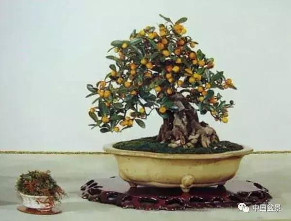 盆景植物最好养的,好养易活的盆景植物有哪些