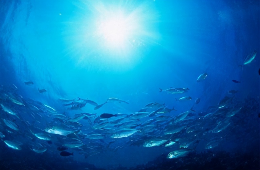 复尔康胶原蛋白贴是真的吗,性价比高且效果好的胶原蛋白