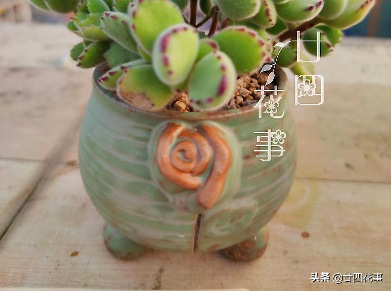 给多肉选花盆，除了看颜值外，还有3个关键指标，直接关系钱包