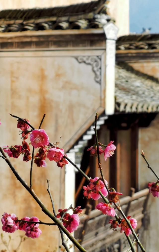 春暖花开我在油菜花田等你,篁岭晒秋我听了风的话