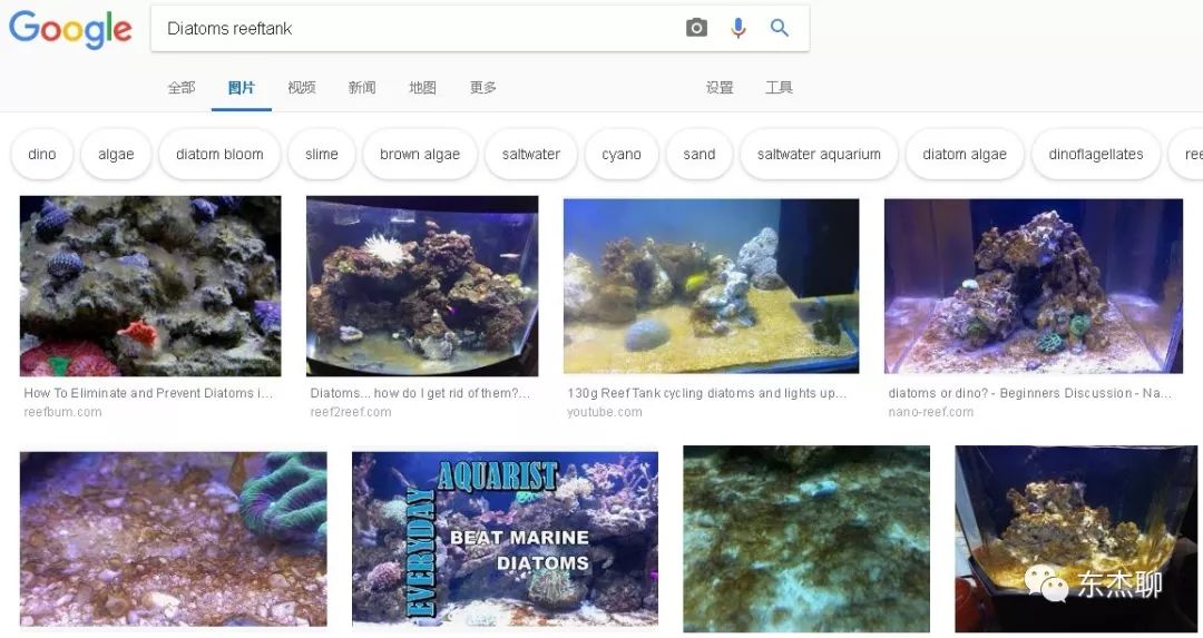 鱼缸中褐藻和绿藻的区别,海水藻缸褐藻需要清理吗