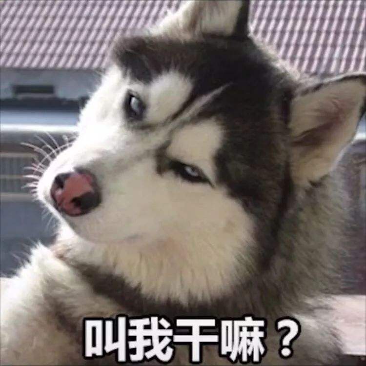 给狗狗做绝育的处方,狗狗绝育后性格