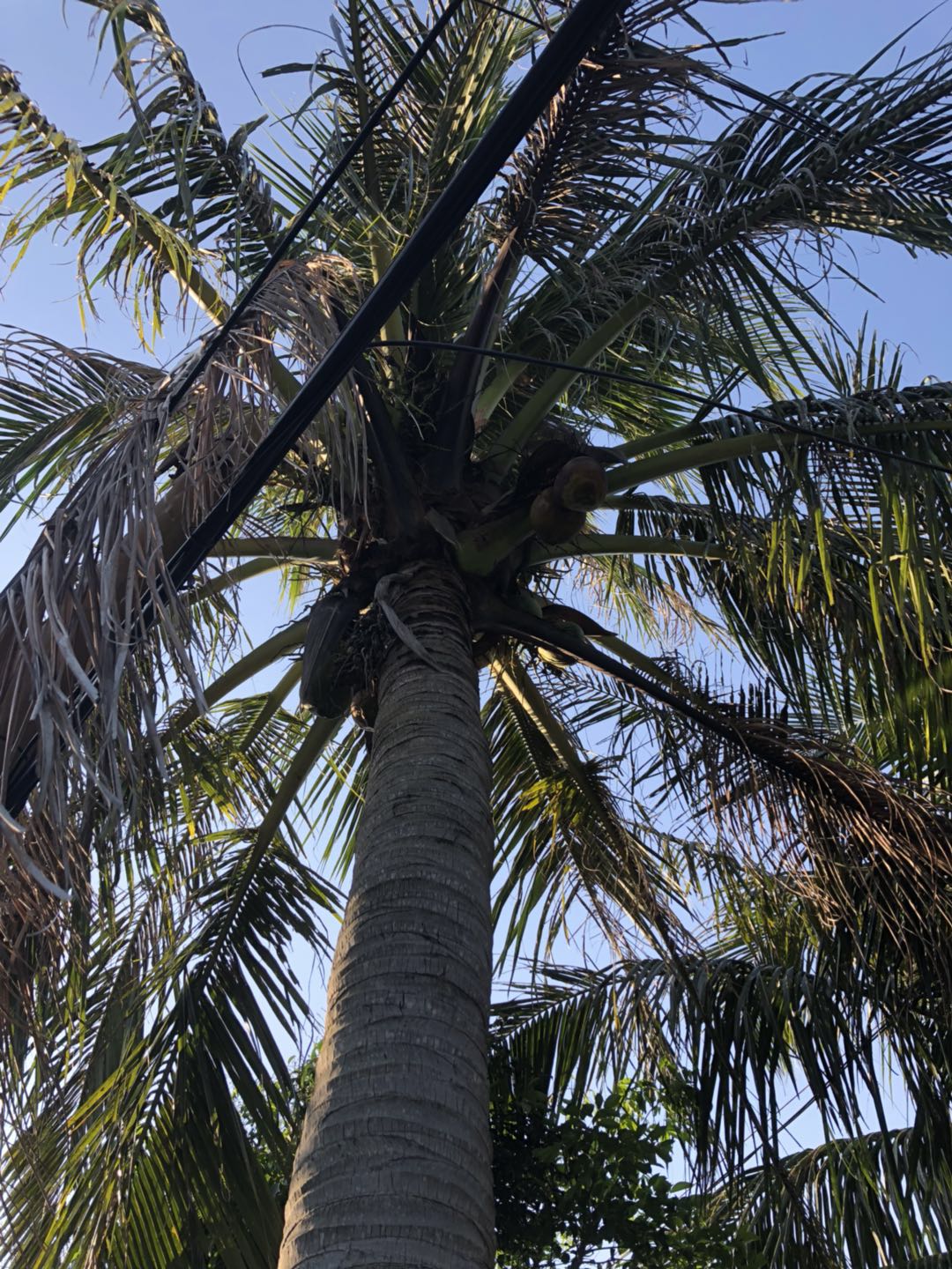 下川岛攻略自驾游赶海,自驾游去下川岛怎么去