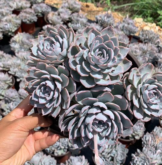 蓝石莲长蚧壳虫,多肉蓝石莲耐冻吗