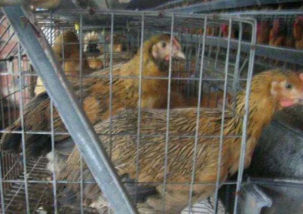 杀虫剂可以治疗鸡的螨虫吗,鸡螨虫最好的治疗办法