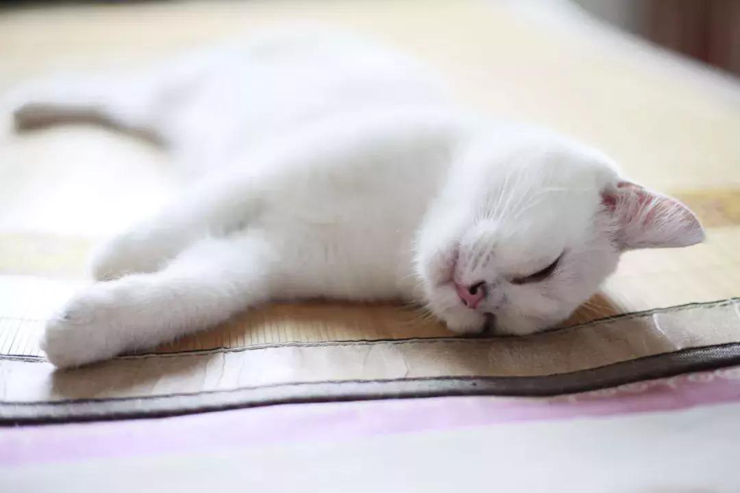 夏末秋初，刘三姐的英短咪咪，邂逅梁实秋的白猫王子