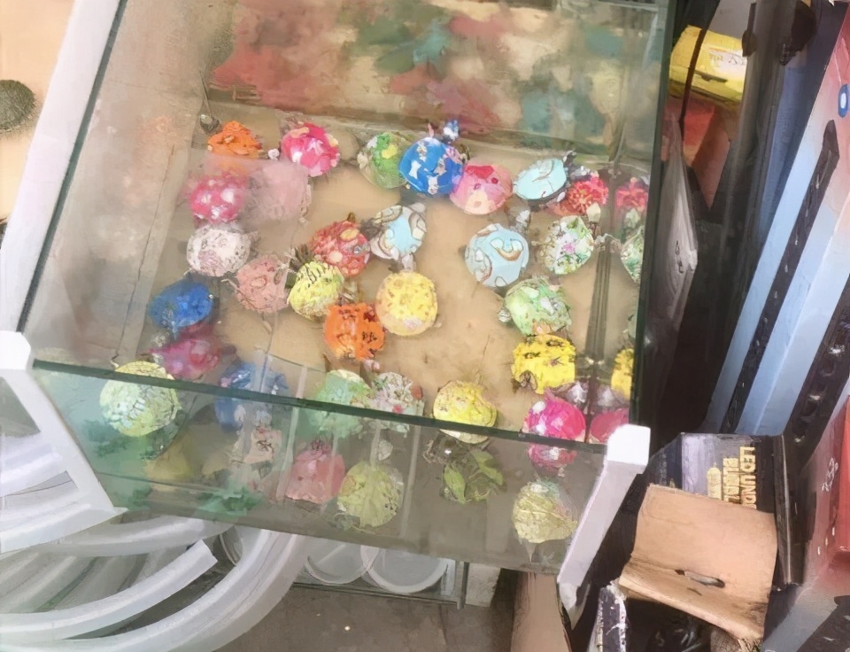 彩色的小乌龟危害后的样子,彩色乌龟和普通小乌龟哪个好