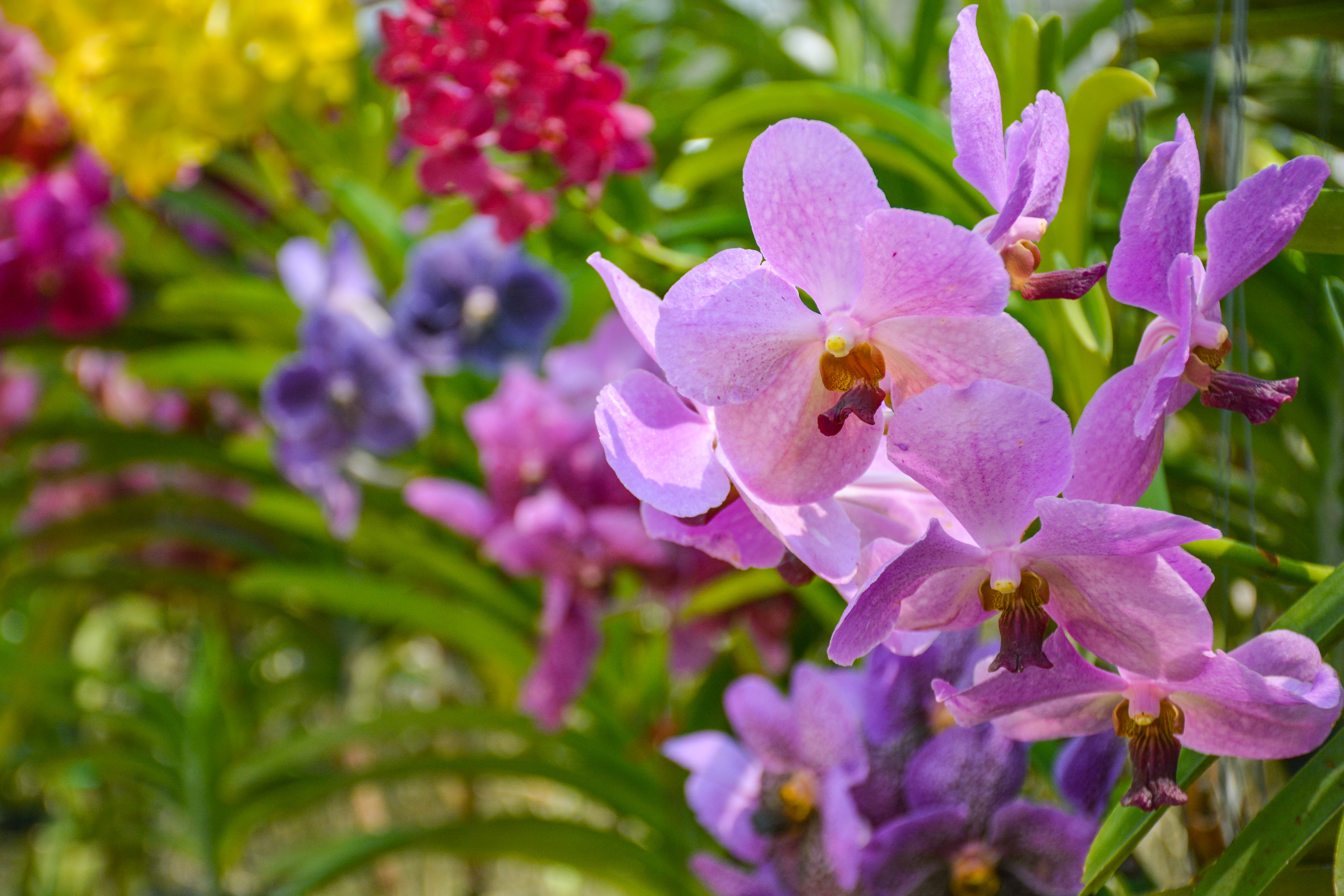 好看又好养的兰花有哪些,最好的十种兰花