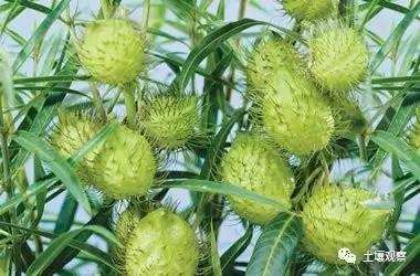 写观察记录什么植物能快速生长,观察植物时该如何观察