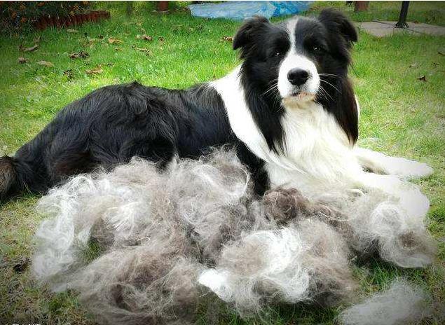 狗狗缺钙有什么办法可以快速补钙,狗狗缺钙补钙针