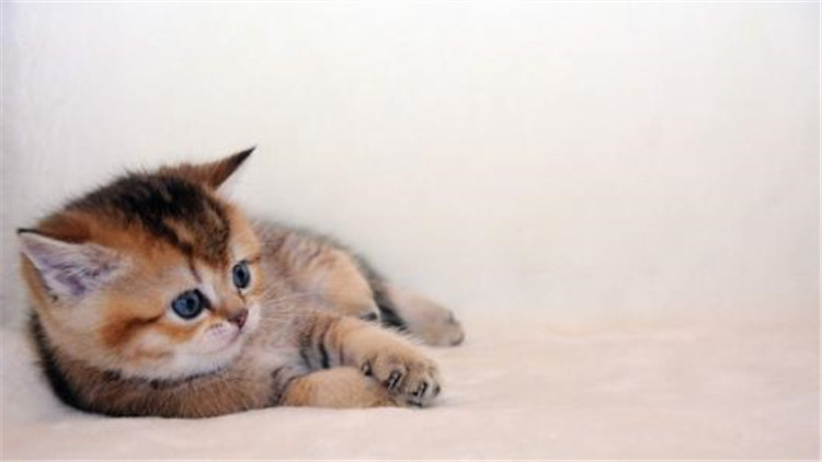 准备怀孕养猫的好处和坏处,家里养猫养狗的好处和坏处