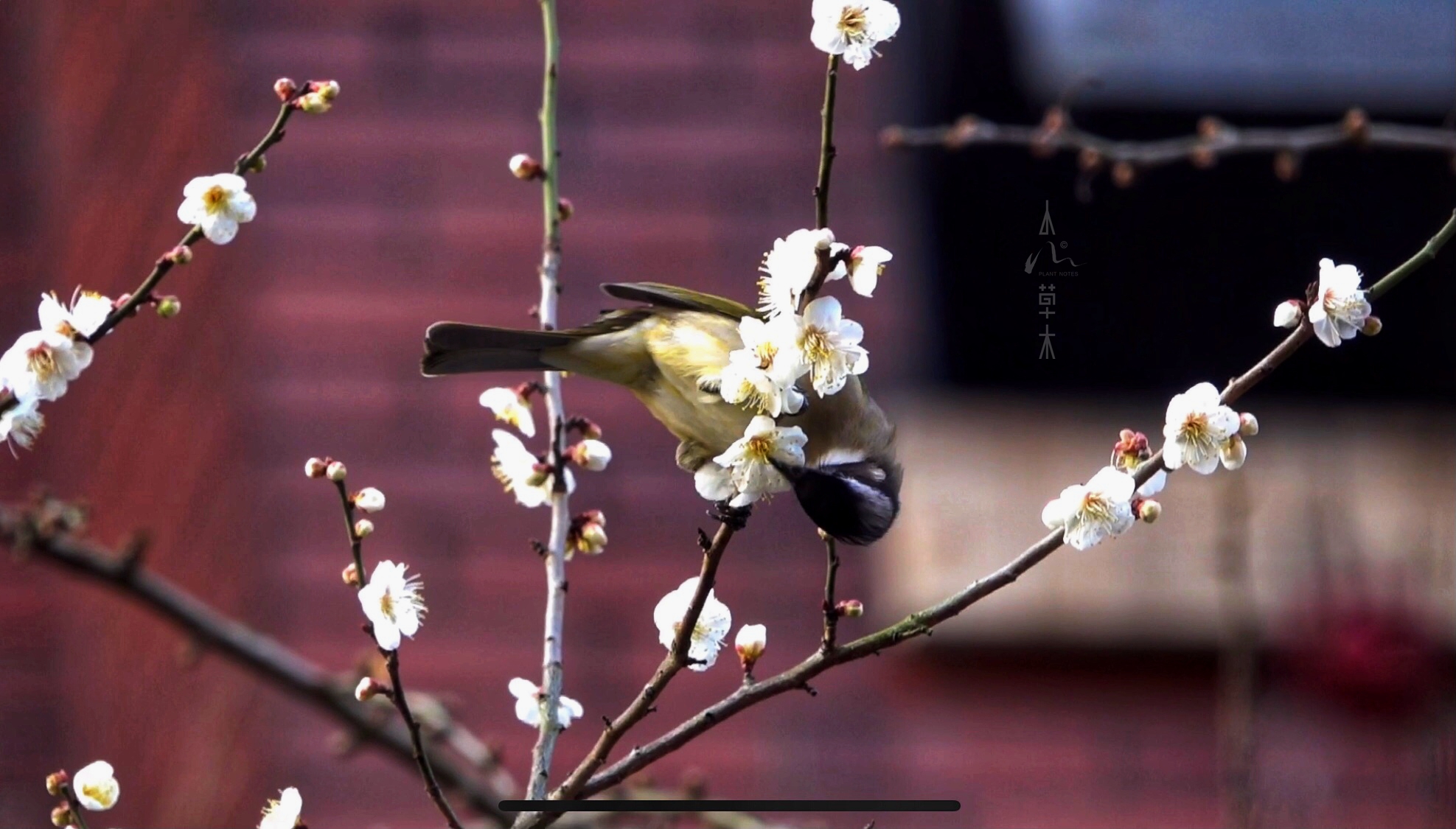 鹎踏梅枝自成画,花落如雨惊闲人