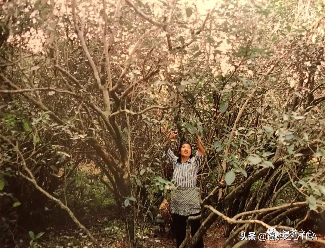 福建茶传说,福建水仙茶哪种最好