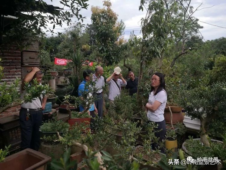 广东的盆景有哪些,适合广东玩的盆景