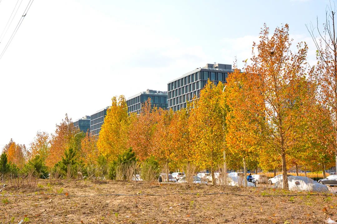 春意盎然北京五大公园,北京区级综合性公园