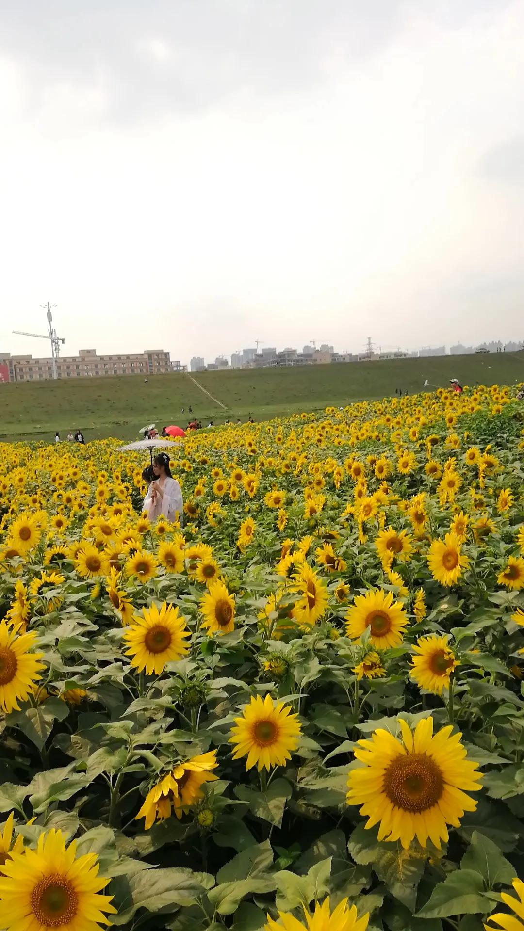 偌大的城市我的栖身之处在何处,偌大的城市容不下一个漂泊的灵魂