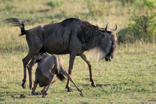 “憨憨”蛇将尾巴当美餐吞掉，这不是饿昏眼，有可能是吃饱了撑的