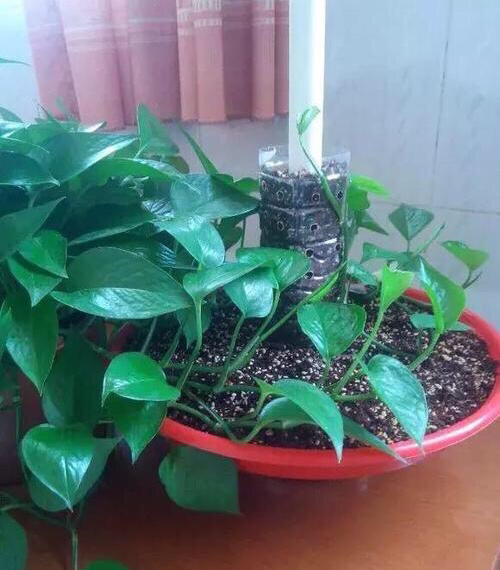 绿萝怎么养才能更旺盛叶小不绿,绿萝怎么养才能让它长得更茂盛